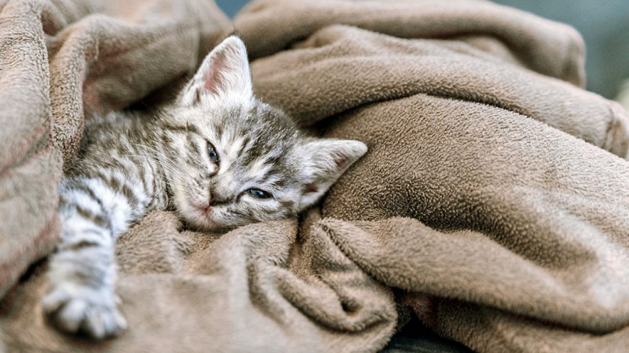 Frente fria chegando: como preparar a casa para os pets?