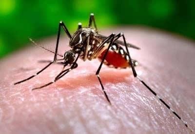 Após chuvas, cuidados devem ser redobrados contra o Aedes aegypti