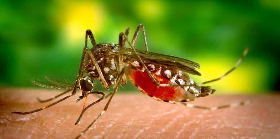 Anchieta: alta incidência de dengue alerta para combate ao mosquito transmissor