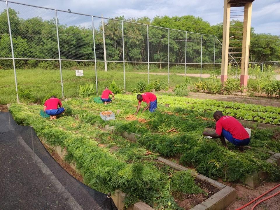 Cenouras produzidas em unidade prisional são doadas a instituições de Cachoeiro de Itapemirim