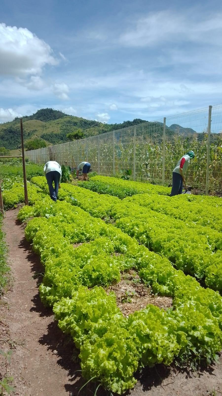 Parceria produz cesta verde para famílias do município de Viana