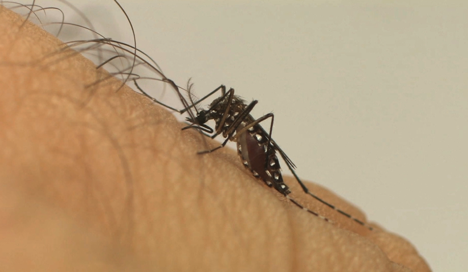 Lacen/ES confirma circulação de sorotipo 2 da dengue no Espírito Santo