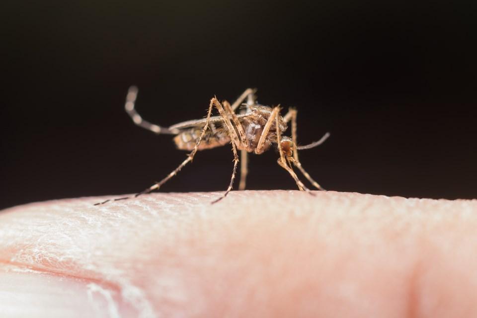 Sesa divulga alerta epidemiológico contra a dengue aos profissionais da saúde