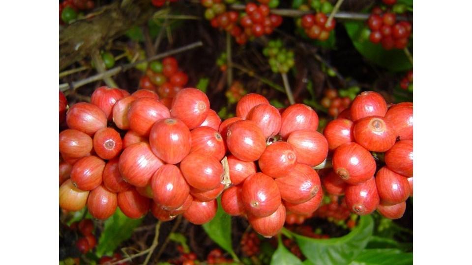 Inscrições abertas para a 3ª edição do Concurso de Qualidade Café Conilon de Rio Bananal