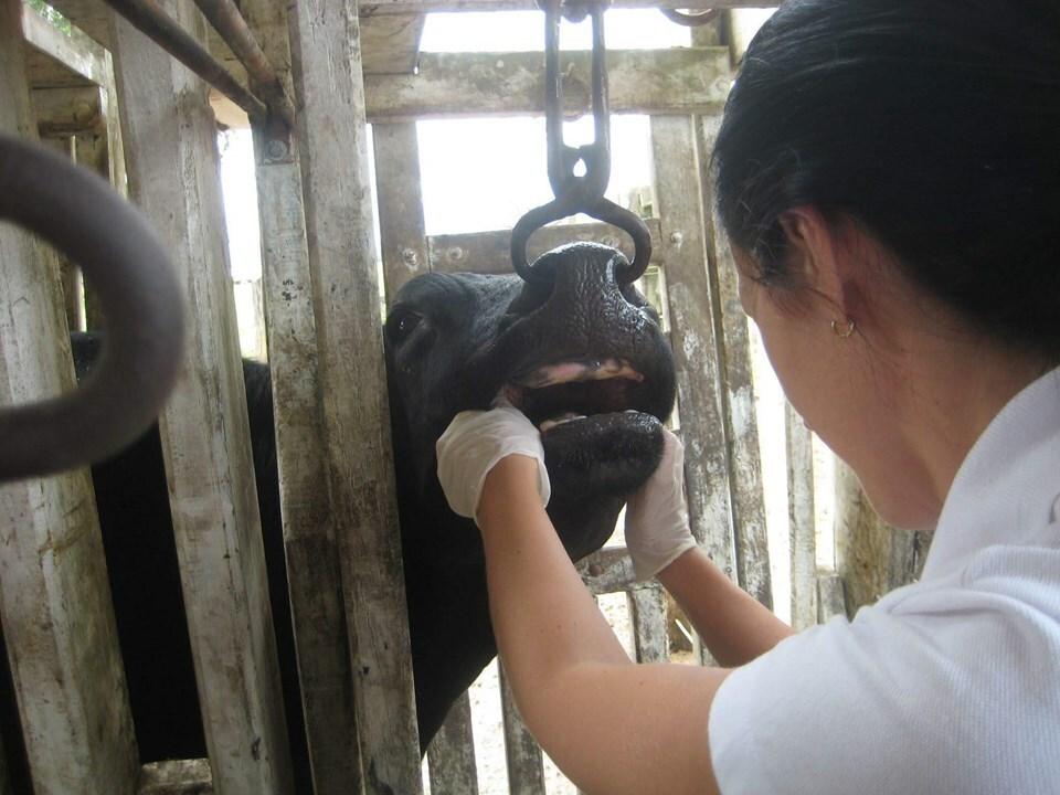 Saúde Animal: com suspensão da vacinação contra aftosa, Idaf reforça vigilância clínica