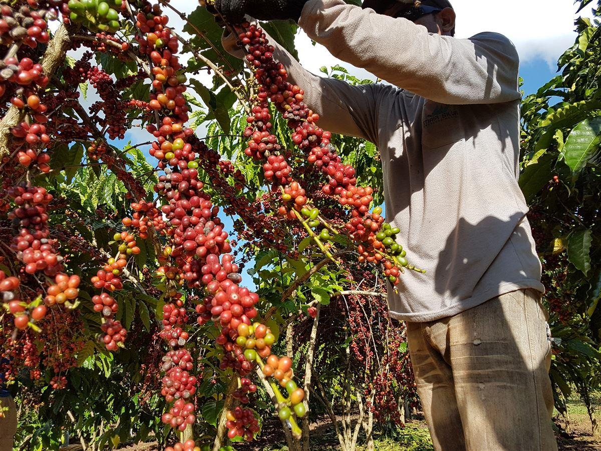 Agropecuária lidera geração de empregos no mês de maio