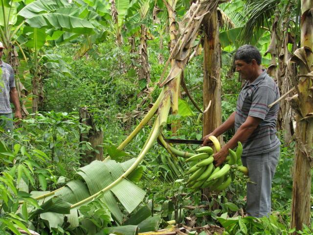 Banana está entre as culturas mais cultivadas no Espírito Santo