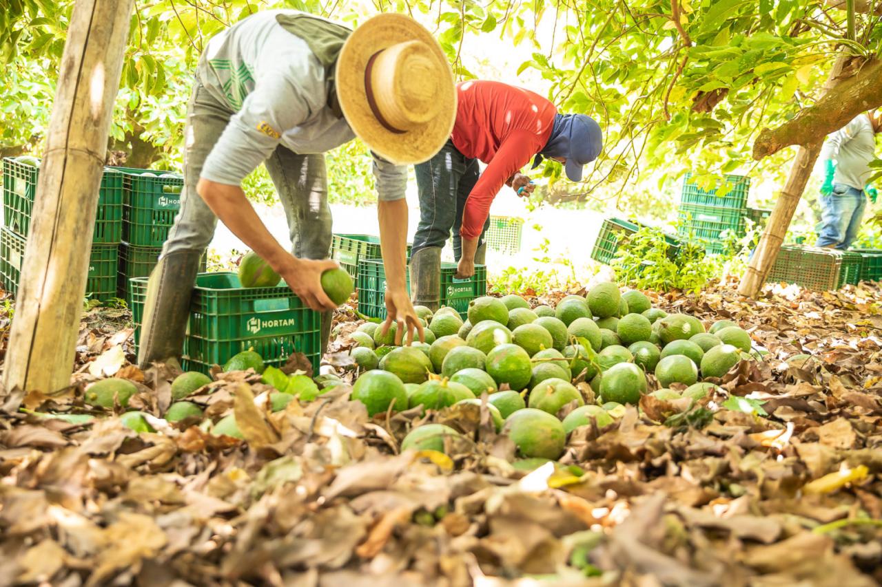 Produção de abacate dobra no Espírito Santo