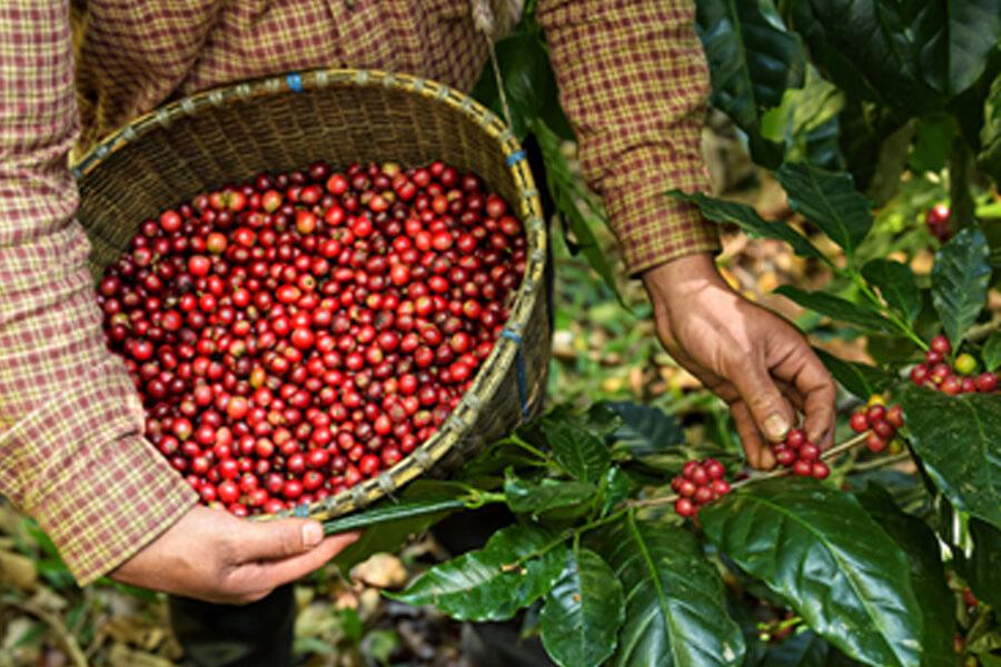 Chuvas amenizam situação das lavouras de café no Espírito Santo