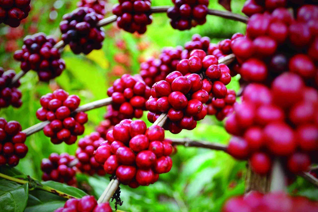 Espírito Santo: celebração do café capixaba, orgulho nacional