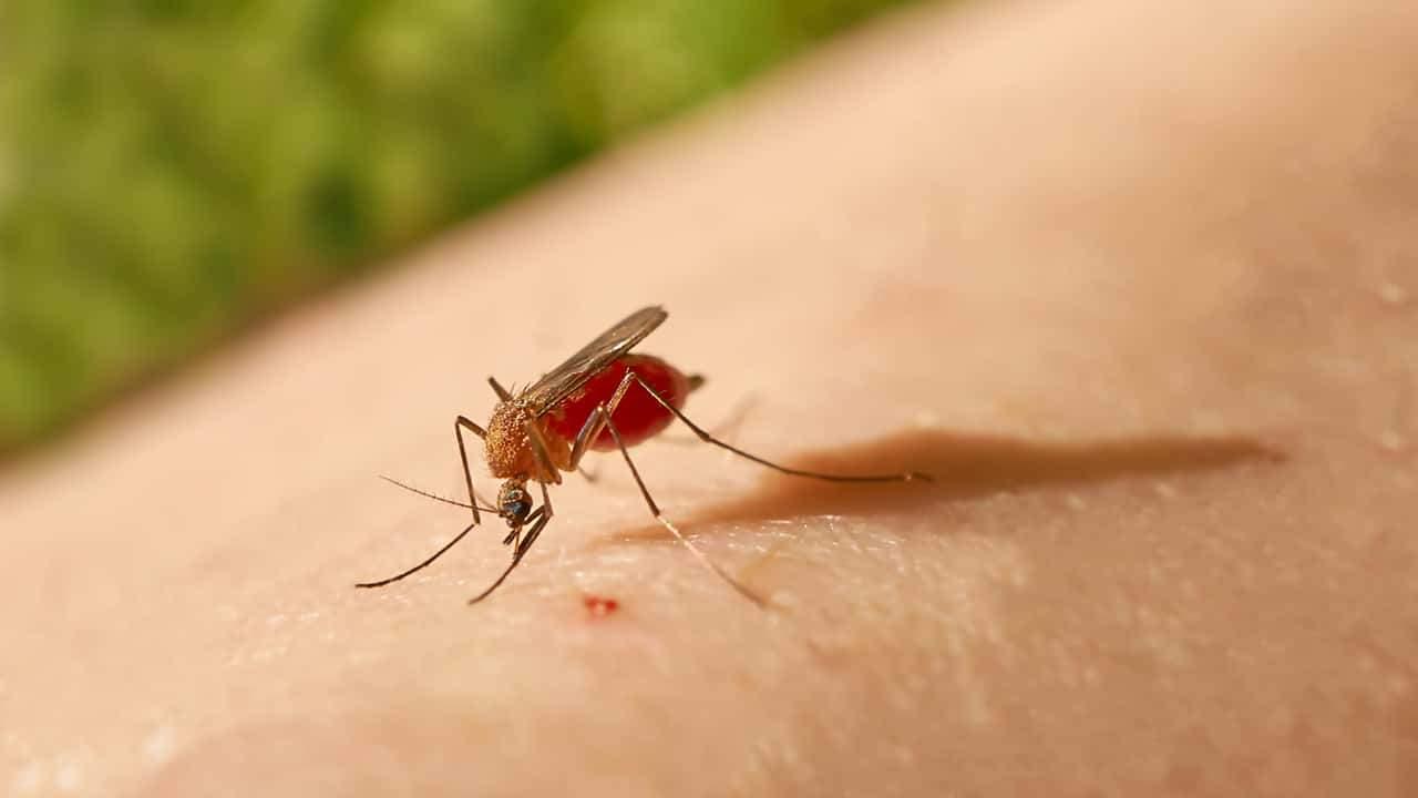 O que se sabe sobre a febre do Oropouche: causas, sintomas e tratamento