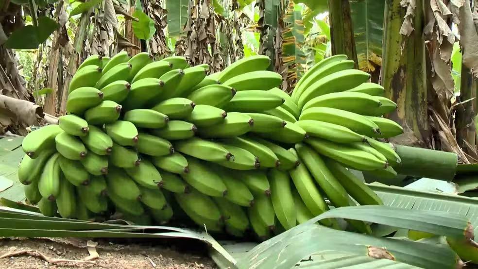 Produtores brasileiros miram em banana mais resistente a pragas e mais rentável desenvolvida por pesquisadores do ES