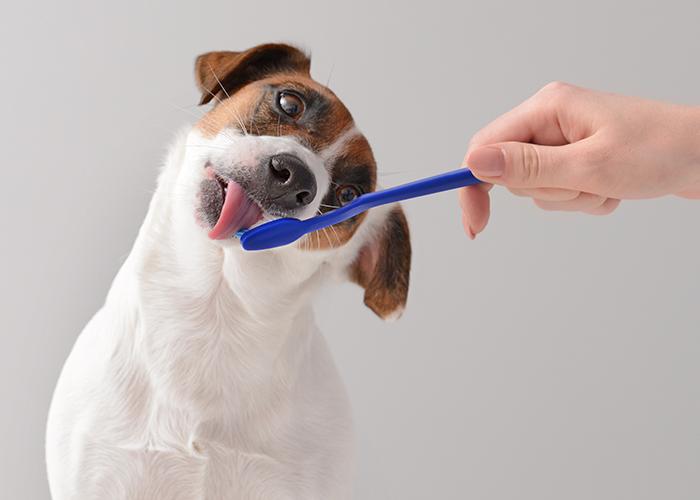 Novidade para os cães: marca lança palitinhos de colágeno de maracujá voltado para saúde bucal
