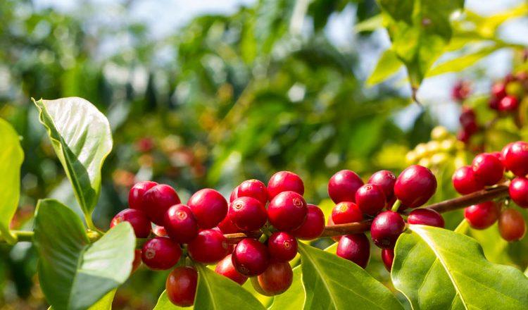 Produção de café no Espírito Santo é revisada para 15,06 milhões de sacas, aumento de 15,7%