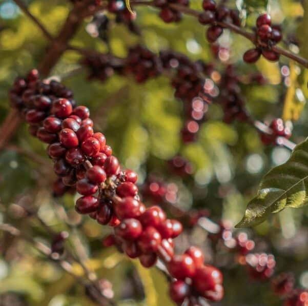 Depois de 21 anos, Espírito Santo supera recorde histórico de exportações de café