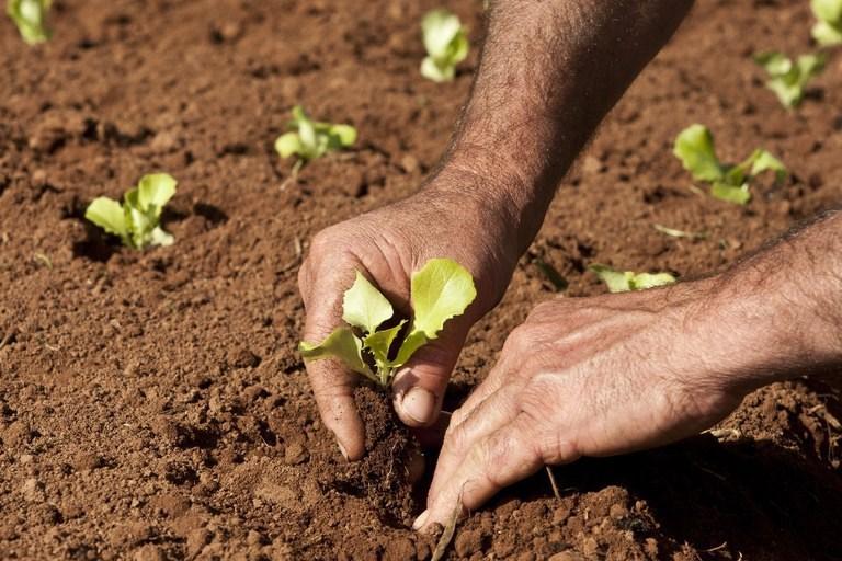 Governo do Espírito Santo anuncia Plano de Crédito Rural para o ano-safra 2024/2025
