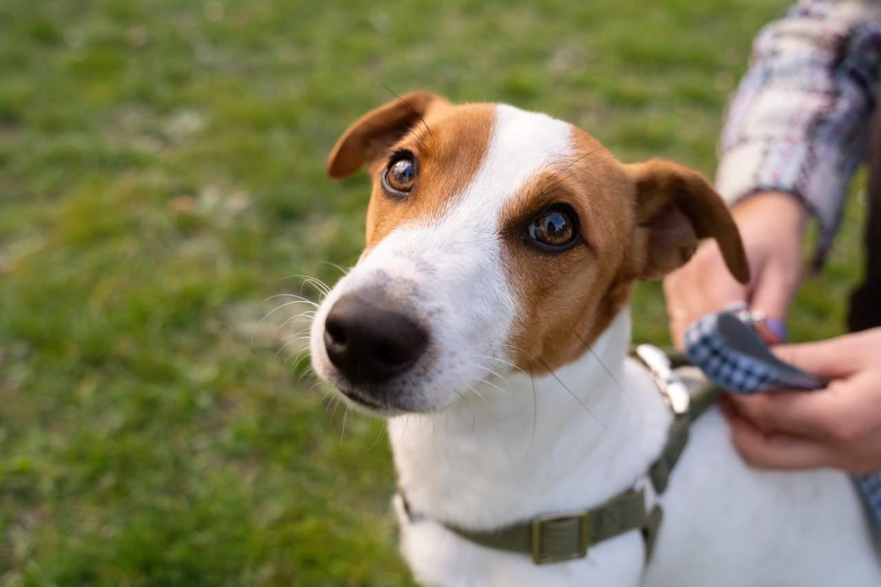 Conexão intensa com cachorro reduz risco de depressão e ansiedade