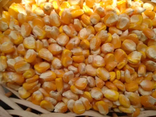 Agricultores capixabas recebem sementes para plantio de milho crioulo