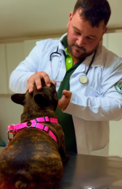 GabrielAltoe.M.Veterinario Médico veterinário