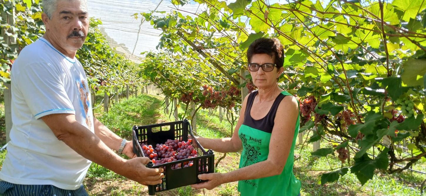 Sítio recebe visitantes para colheita de uvas em Alfredo Chaves