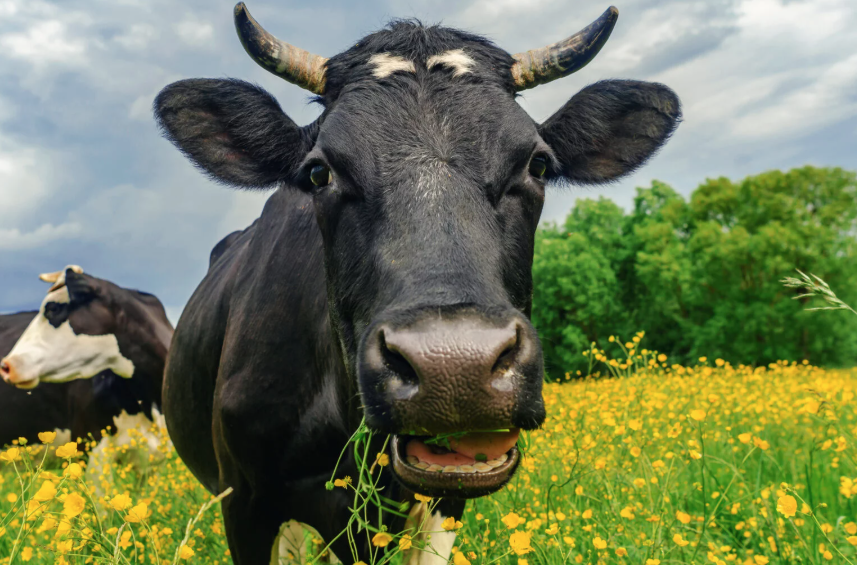 Em 38 cidades do ES, tem mais boi do que gente