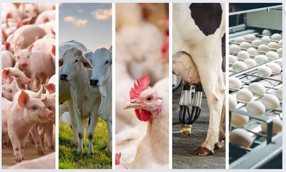 Relatório do Governo do Estado aponta crescimento da produção animal capixaba em 2024