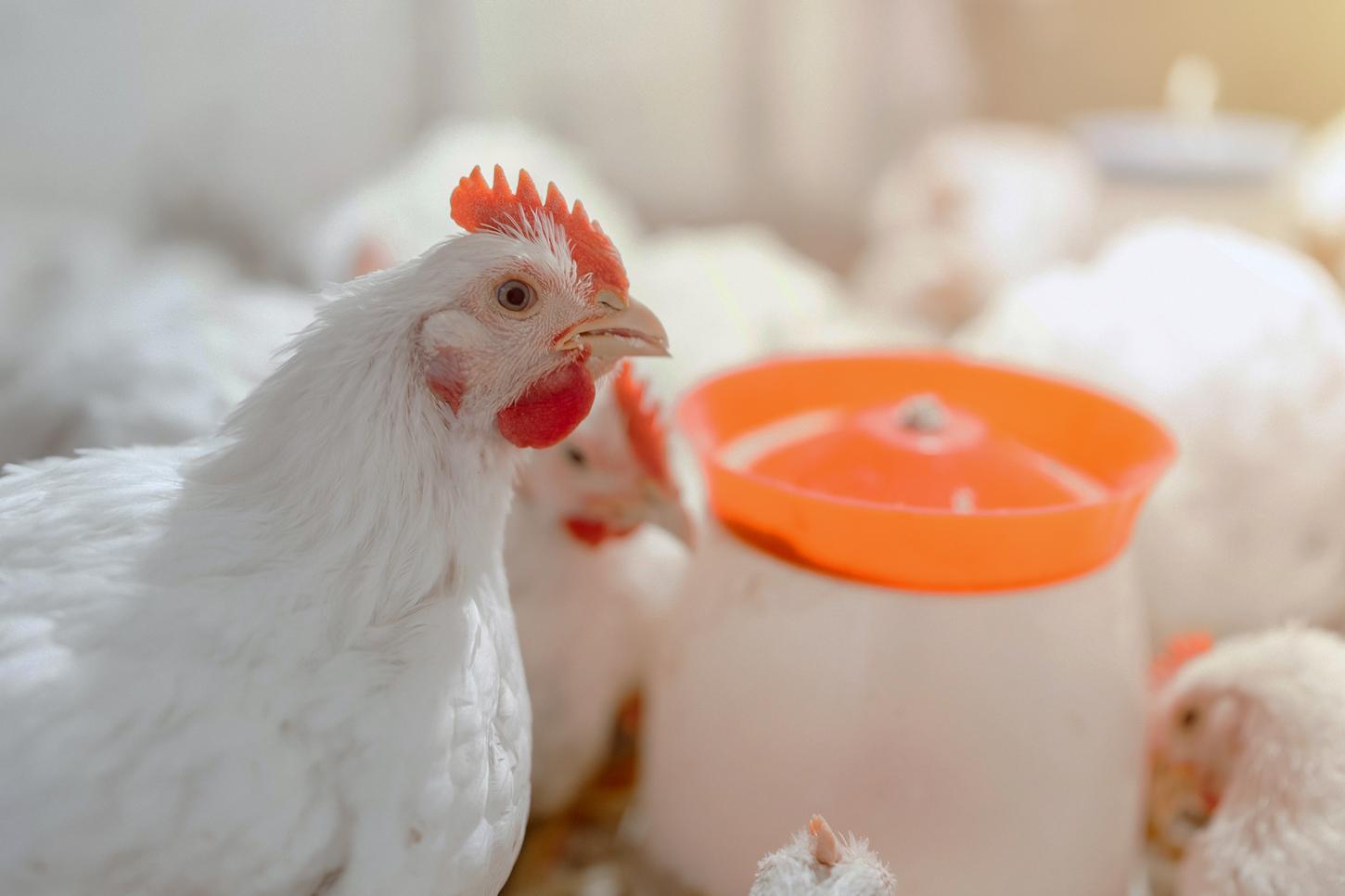 Saúde avícola em alerta: inverno exige reforço no combate à coccidiose