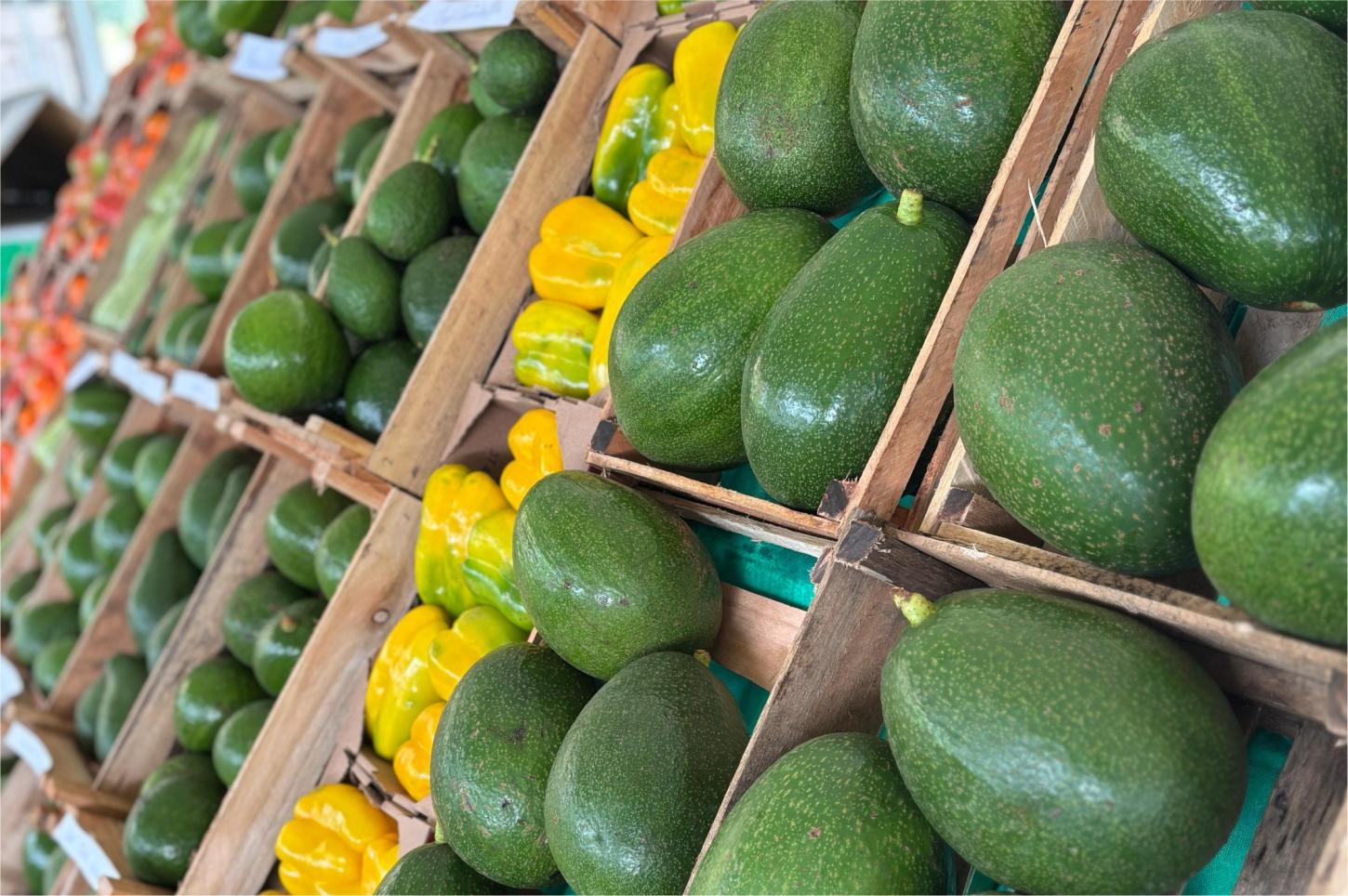 Castelinho celebra cultura rural e fortalece agroturismo com a 1ª Festa do Abacate no Espírito Santo