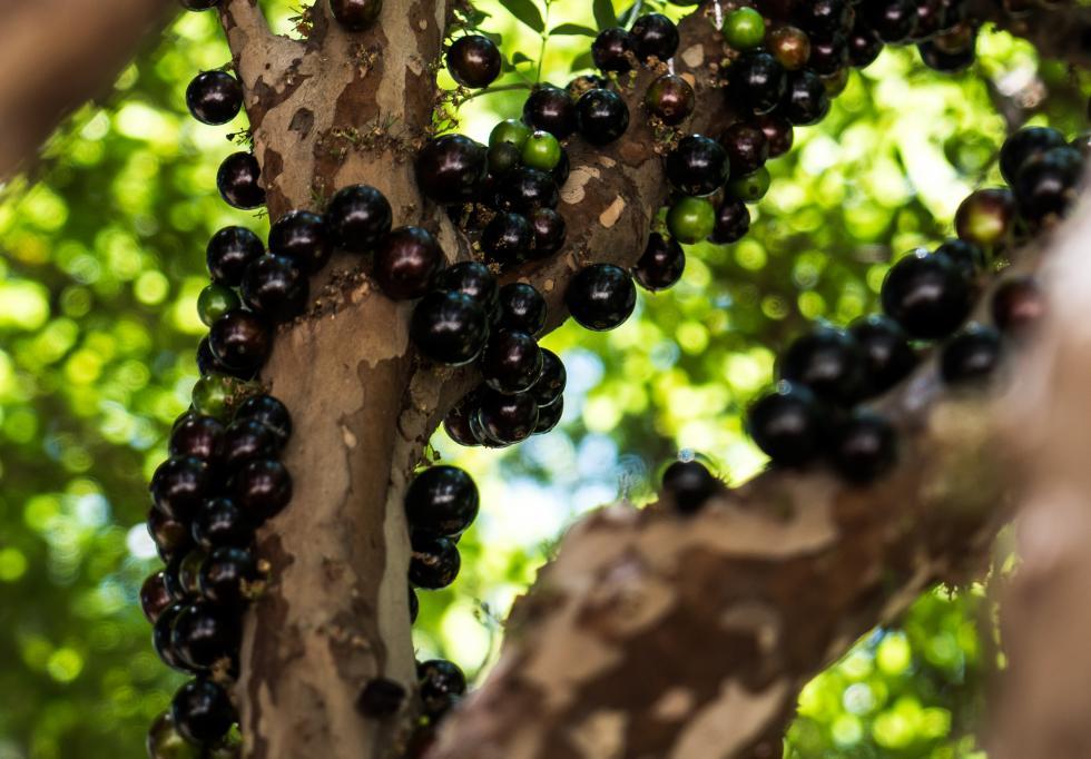 Do pé ao pódio: jabuticaba supera o açaí e é eleita 2ª melhor fruta do mundo por ranking internacional