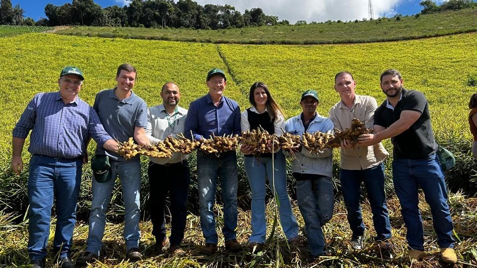 ES dá início à colheita do gengibre da safra 2025