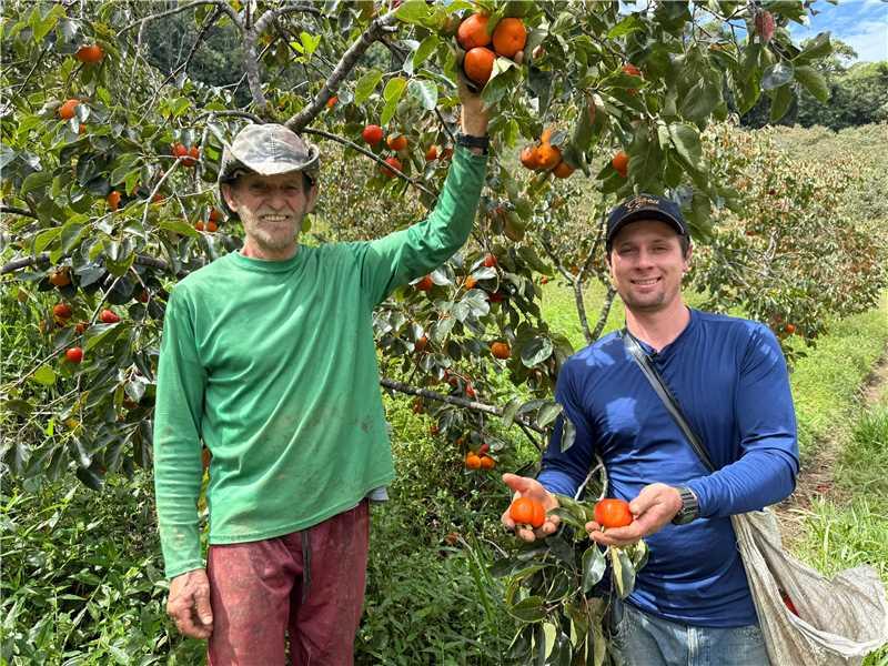 Sabor de altitude: produtores de Alfredo Chaves se destacam com cultivo de caqui