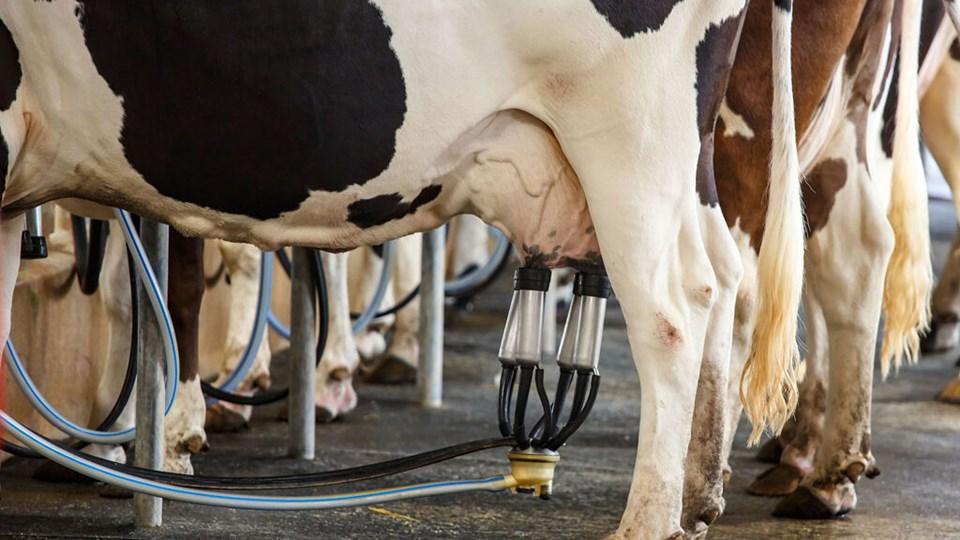 Com foco no futuro, ES lança edital para revolucionar a pecuária leiteira com embriões in vitro