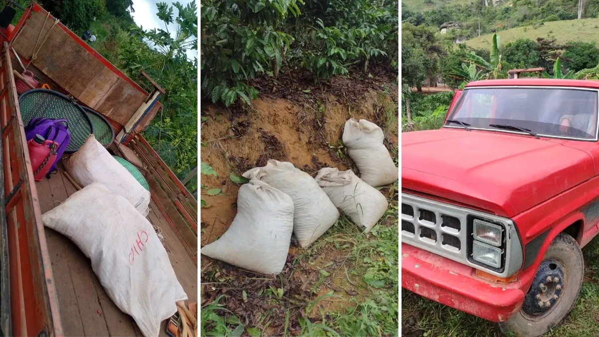 Golpe na lavoura: falso agricultor contrata colhedores e tenta furtar café em Vargem Alta