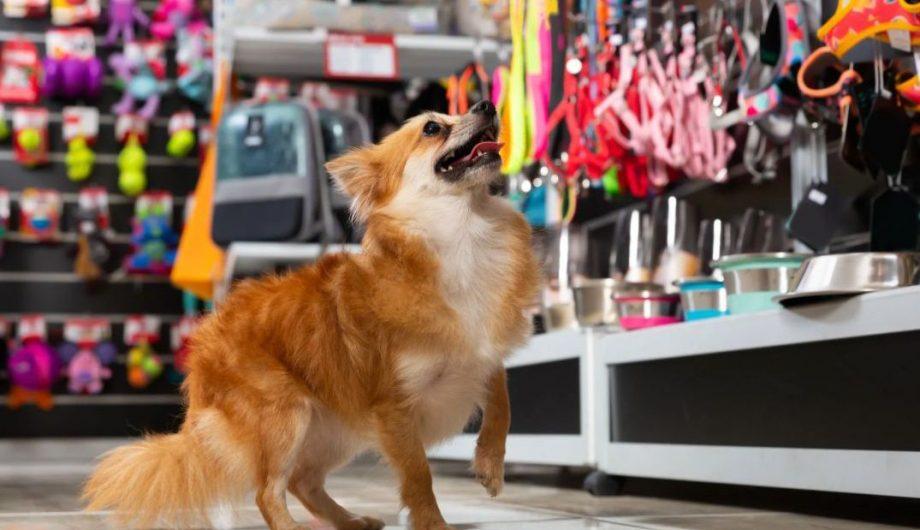 Cachoeiro recebe 1ª PetXpo com show, encontrão pet e fazendinha infantil