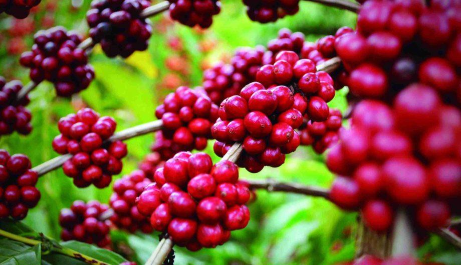 Fazenda de Cachoeiro concorre a prêmio de sustentabilidade no Globo Rural