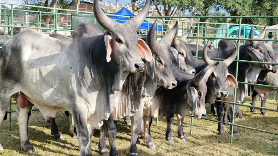Feiras do Prô-Genética ultrapassam 800 touros vendidos no ES e fortalecem a pecuária capixaba