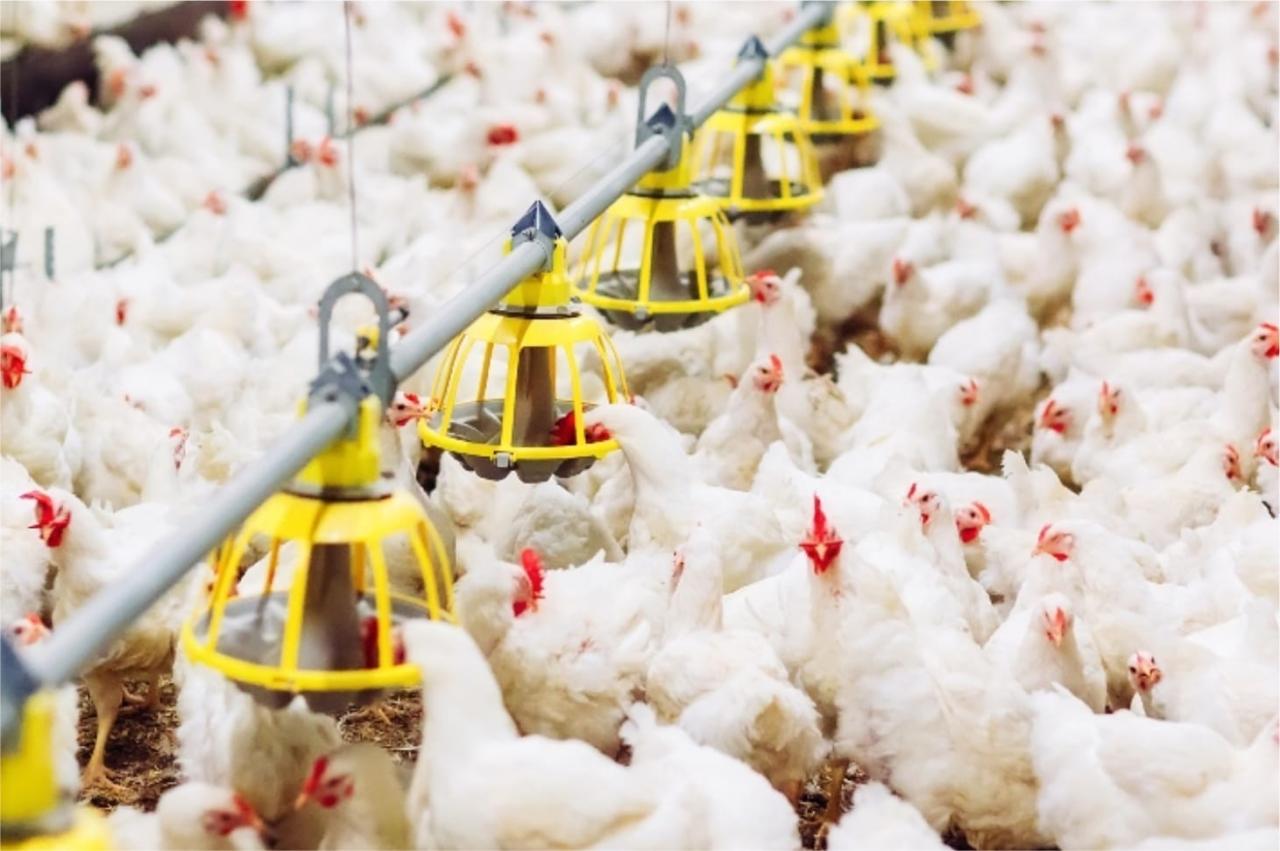Uniaves mira Vargem Alta em plano de expansão do agronegócio