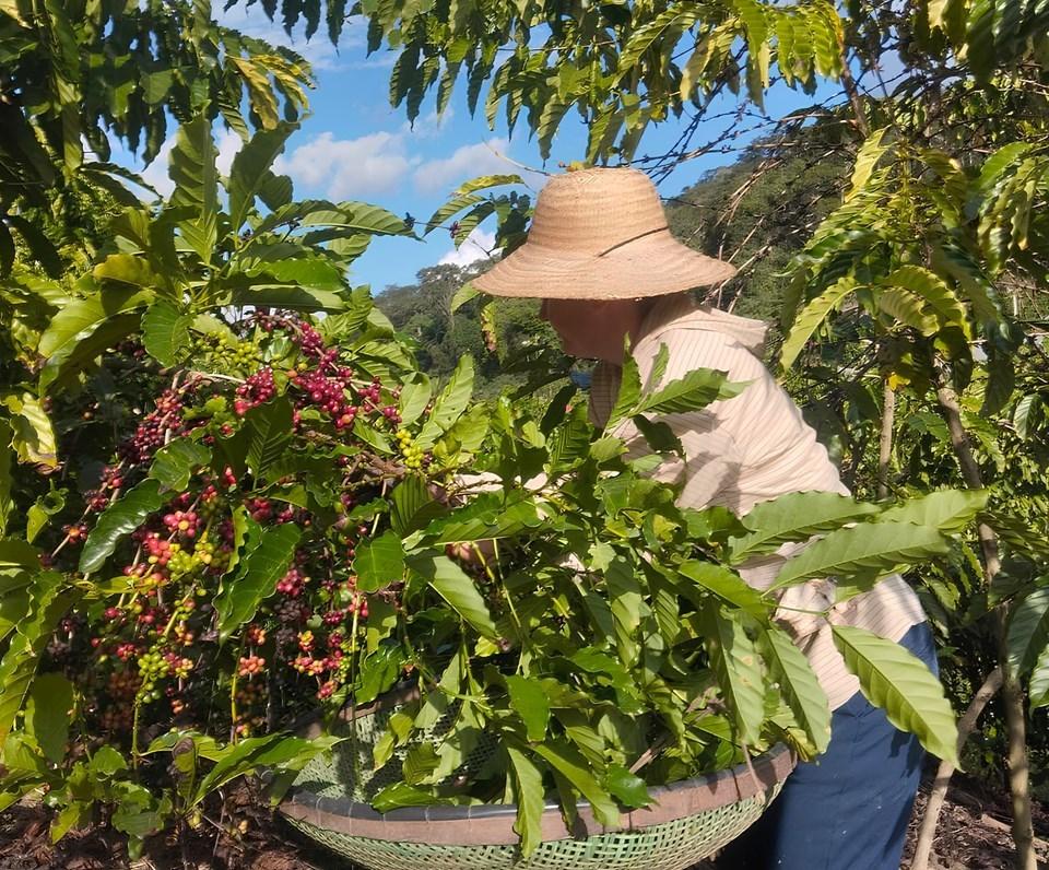 Mulheres do Café: produtoras se reúnem em Jaguaré para aprender e trocar experiências