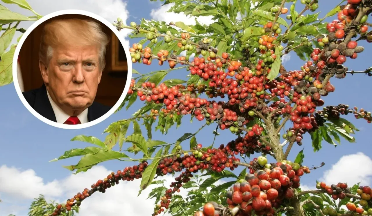 Tarifaço de Trump ao café pode impactar 400 mil empregos no ES