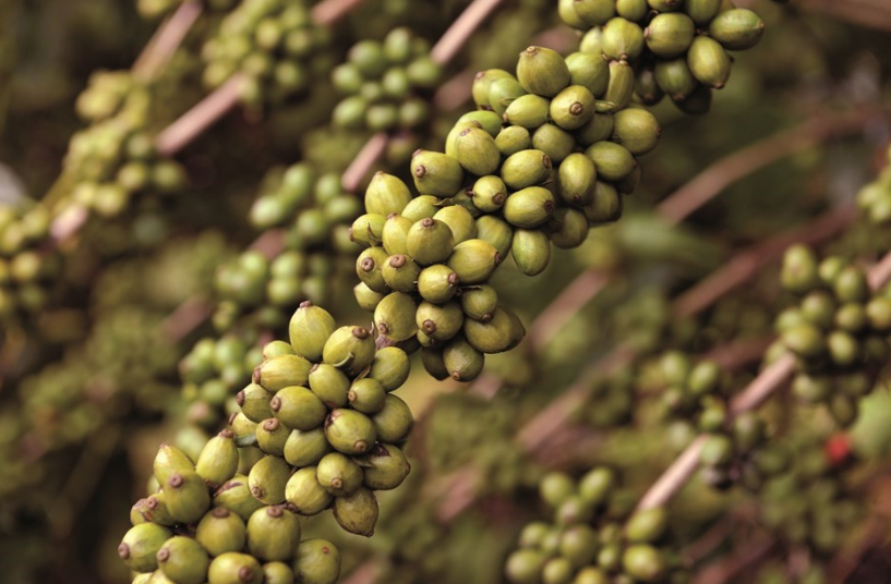 Valor Bruto da Produção Agropecuária do Espírito Santo bate recorde histórico e chega a R$ 31,2 bilhões