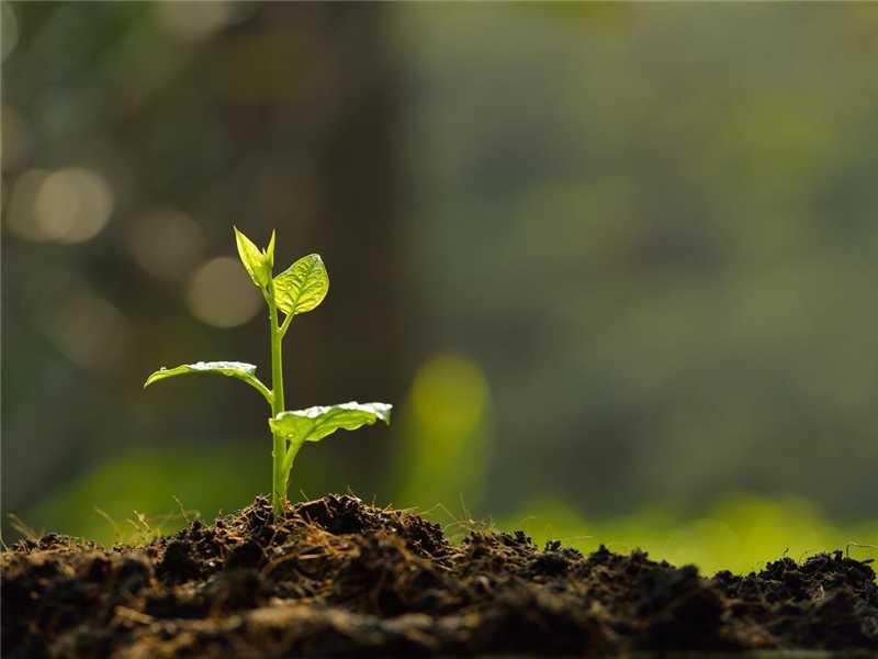 Agricultores familiares de Alfredo Chaves podem aderir a projeto de venda de crédito de carbono