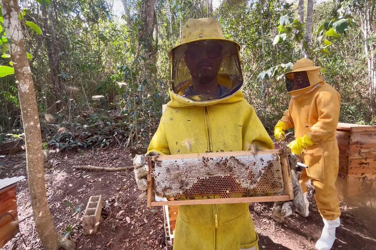 Agricultura familiar ganha nova renda com apicultura no noroeste capixaba