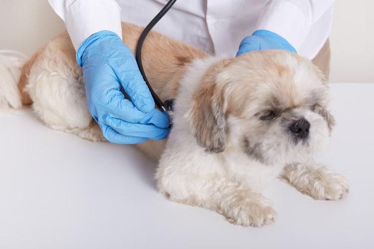 Cachoeiro credencia clínicas e hospitais veterinários para atender pets