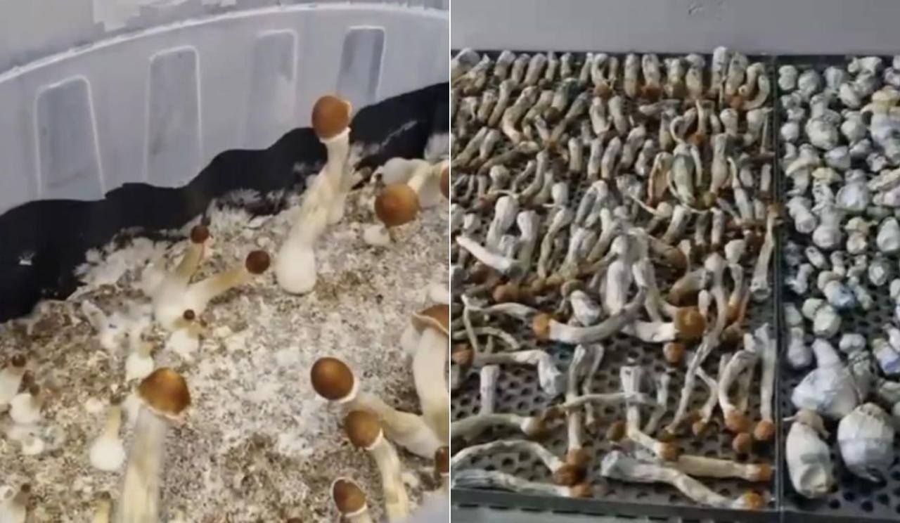 Operação Psicose: quadrilha de cogumelos alucinógenos é desarticulada no Espírito Santo