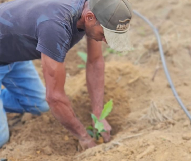 Prefeitura de Presidente Kennedy distribui mudas de café a 100 produtores rurais