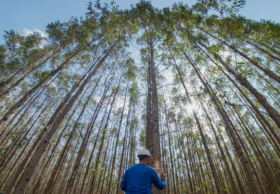 Vitória recebe maior encontro florestal do Brasil com foco em inovação e sustentabilidade