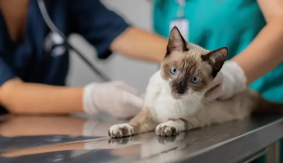 Cachoeiro abre inscrições para campanha gratuita de castração de cães e gatos