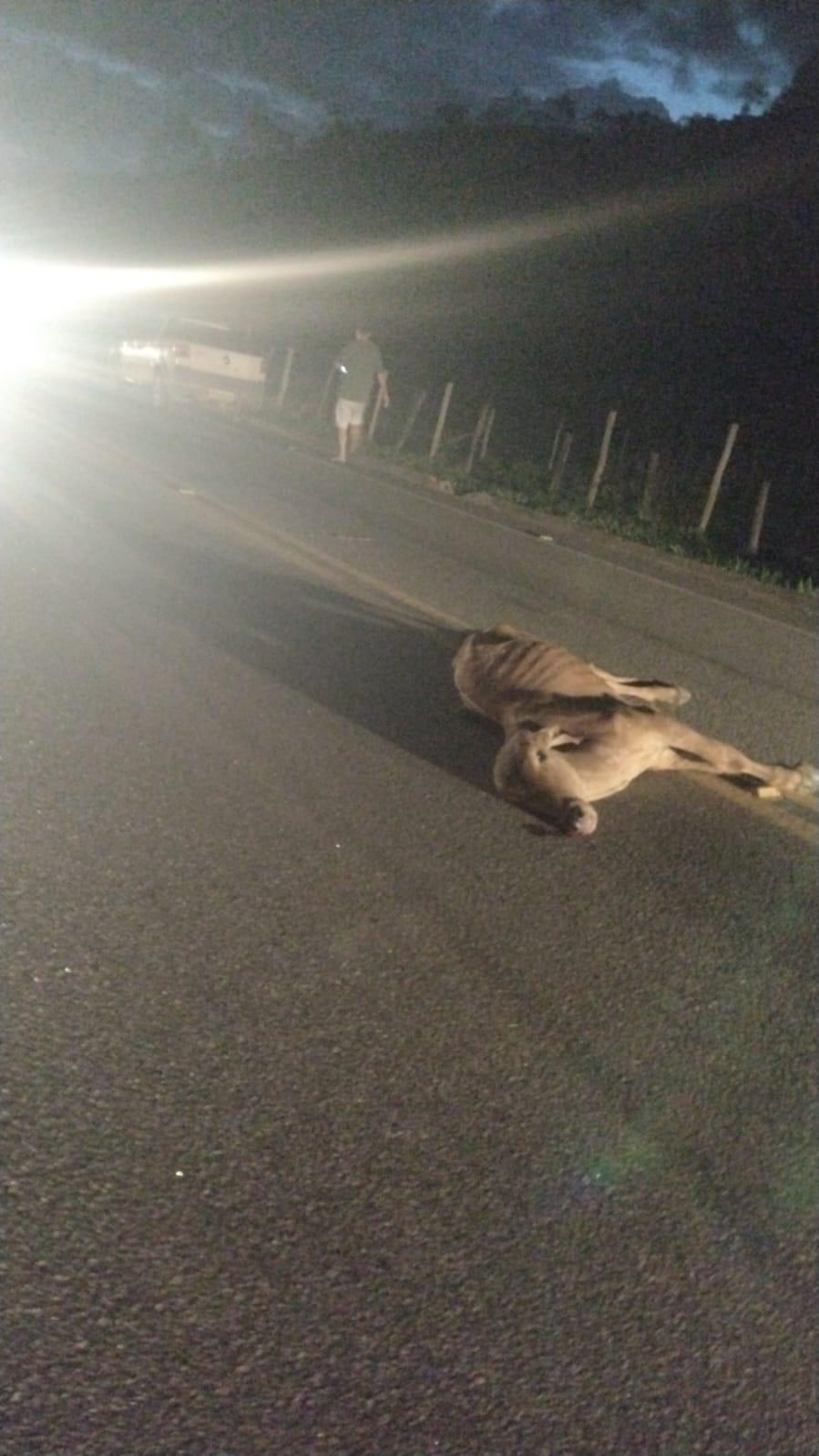 Novo acidente em Vargem Alta: carro atinge bezerro em rodovia