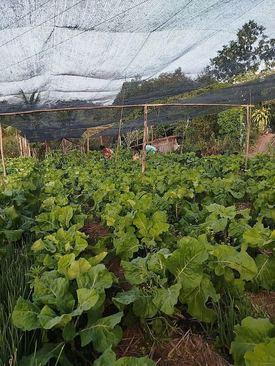 Agroecologia transforma o norte capixaba e inspira novas famílias rurais