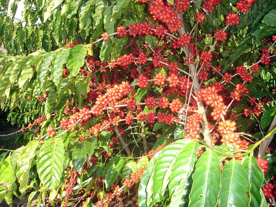 ES receberá líderes globais do café sustentável durante a Feira Internacional do Café Conilon